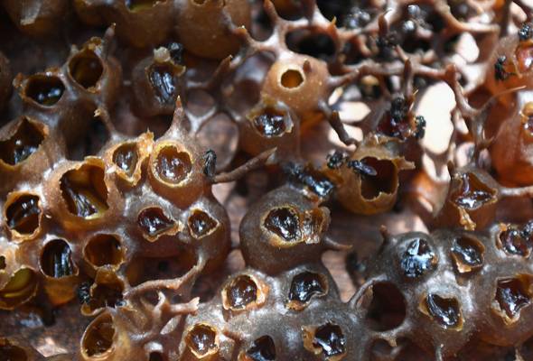 Gambar artikel Apa keunikan madu pot dibandingkan madu lebah penyengat biasa?