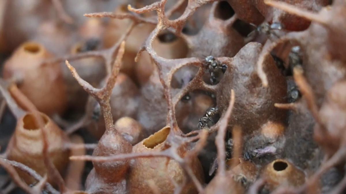 Gambar artikel Apa keunikan madu pot dibandingkan madu lebah penyengat biasa?